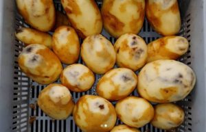 Beoordelen Blauwgevoeligheid Aardappelen Den Hartigh