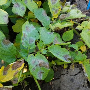Phytophthora (late blight)